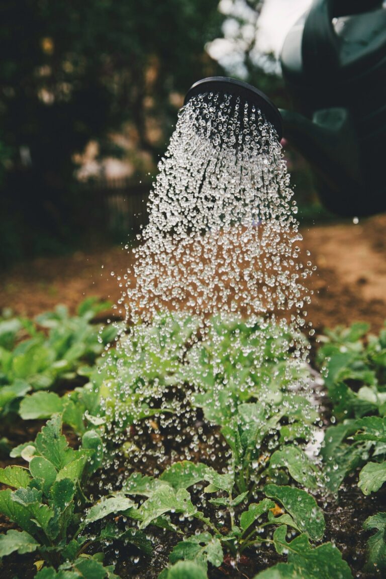 Capacitando Agricultores: Caminhos para um Futuro Melhor