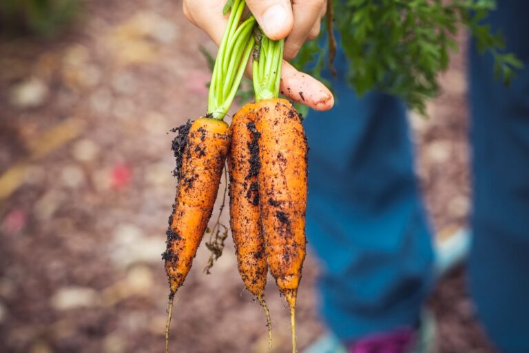 A Sustentabilidade Começa na Agricultura Familiar